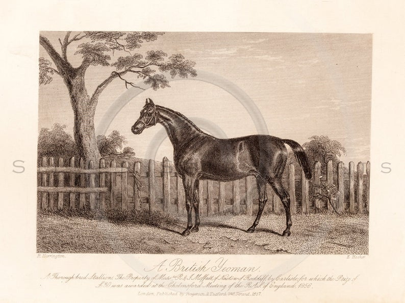 Vintage Sporting Horse Print