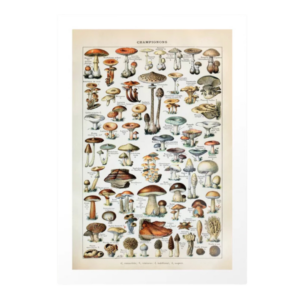 Vintage Mushroom Poster